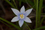 Prairie pleatleaf